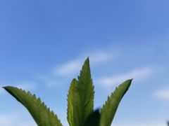 -兰山公园