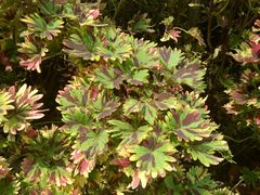 -松山湖梦幻百花洲