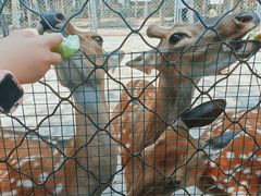 -长白岛森林公园