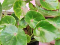 -花鸟鱼虫鲜花绿植市场(玉泉路店)