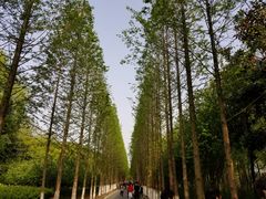 -昆山城市生态森林公园