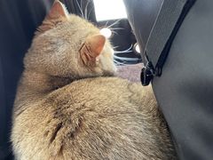 -艾贝尔宠物医院 ·内科全科(梁溪路店)