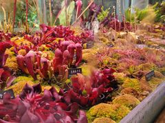-中国科学院西双版纳热带植物园