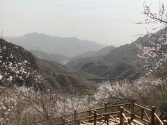 -大岭沟猕猴桃谷风景区