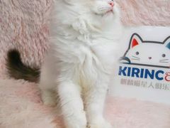 -十年猫舍·猫咪专门店(普陀店)