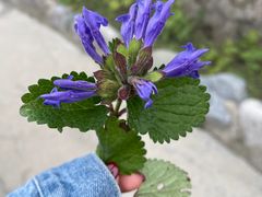 -白草畔自然风景区