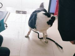 -申普宠物医院·眼科·心内科·影像科(普陀分院)
