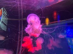 -太平洋海底世界