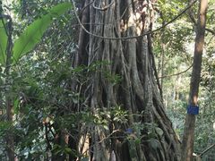 -中国科学院西双版纳热带植物园
