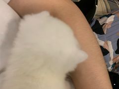 -重庆市奥林匹克体育中心-游泳跳水馆