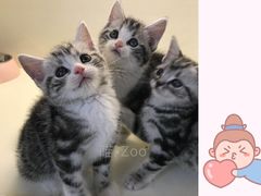 -喵zoo家庭繁育猫舍(尖东智能花园店)
