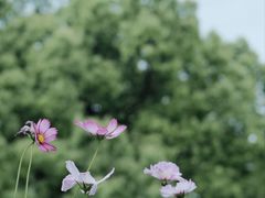-上海滨江森林公园