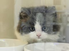 -小猫来了·猫舍(红山六九七九店)
