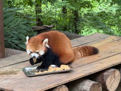 -都江堰中华大熊猫苑