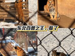 -横道河子东北虎林园