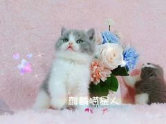 -十年猫舍·猫咪专门店(普陀店)