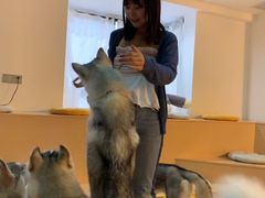-Husky Go! 哈士奇体验馆·宠物咖啡厅狗咖