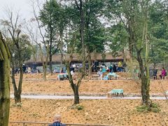 -铁山坪森林公园