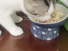 -lincat·猫舍(广州店)