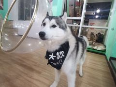 -Husky Go! 哈士奇体验馆·宠物咖啡厅狗咖