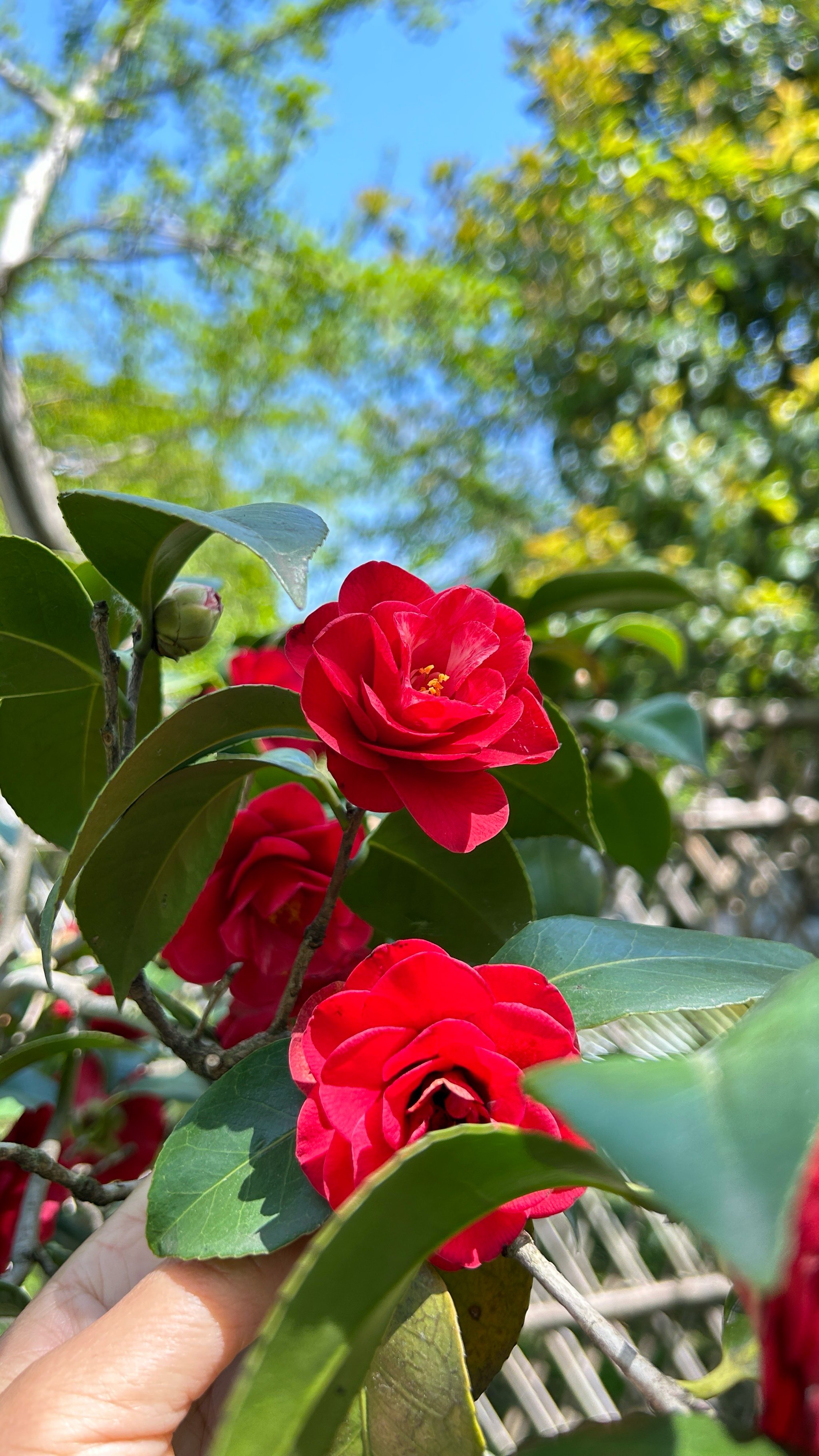 茶花的样子图片