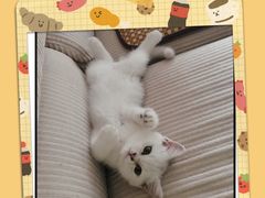 -糯米喵星人总部直营旗舰店·猫舍·幼猫出售