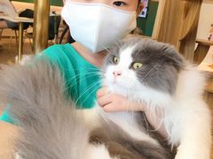 -飞行喵MR PILOT|猫舍·猫咖(静安大融城店)