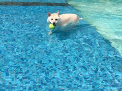 -汪说喵讲宠物乐园宠物酒店(红星美凯龙店)