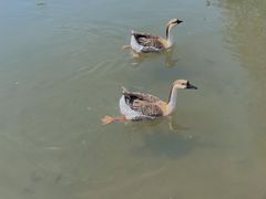 -青峰峡国家森林公园