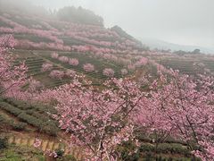 -灵光寺
