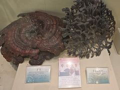 -广东中医药博物馆