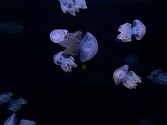 -欢乐海岸海洋奇梦馆
