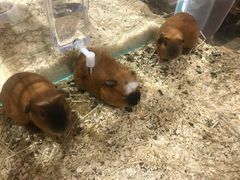 -酷以爬仙阁实体爬宠店·守宫·蜥蜴·专业繁育