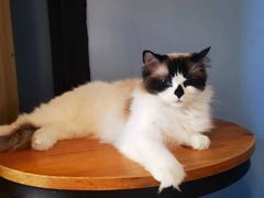 -猫咪咖啡·猫咖(万达广场店)