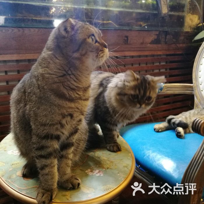 猫公馆图片