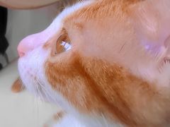 -关爱宠物医院·猫科中心·消化科(滨湖万达分院)