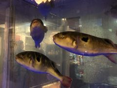-桥岚·巷子鲜河豚鱼(专门店)