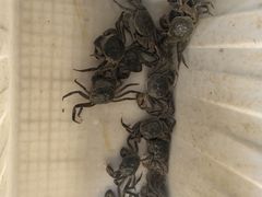 -蟹道河蟹大米商行
