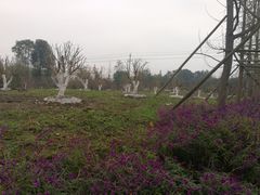 -洪湖家庭农场·团建·露营·会议