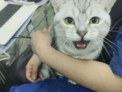 -宠福鑫康馨动物医院·骨科·眼科