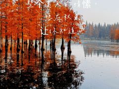 -白鹭湾湿地公园