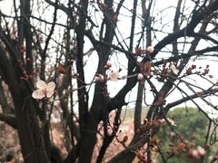 -武汉大学-樱园