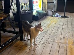 -大米·京都小酒馆·炭烧海鲜·烧鸟(龙口东路店)