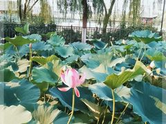 -莲花池公园