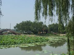-白洋淀景区