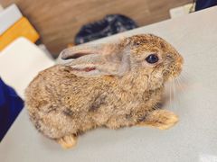 -爱侣宠医·鹦鹉专科·小型哺乳类·异宠专科(灵石路店)