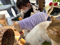-COLOR PETS 撸猫馆·购猫·猫咖(长风大悦城店)