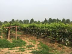 景点-北京张裕爱斐堡酒庄