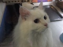 -Anne猫窝咖啡屋