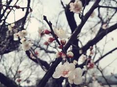 -香雪海